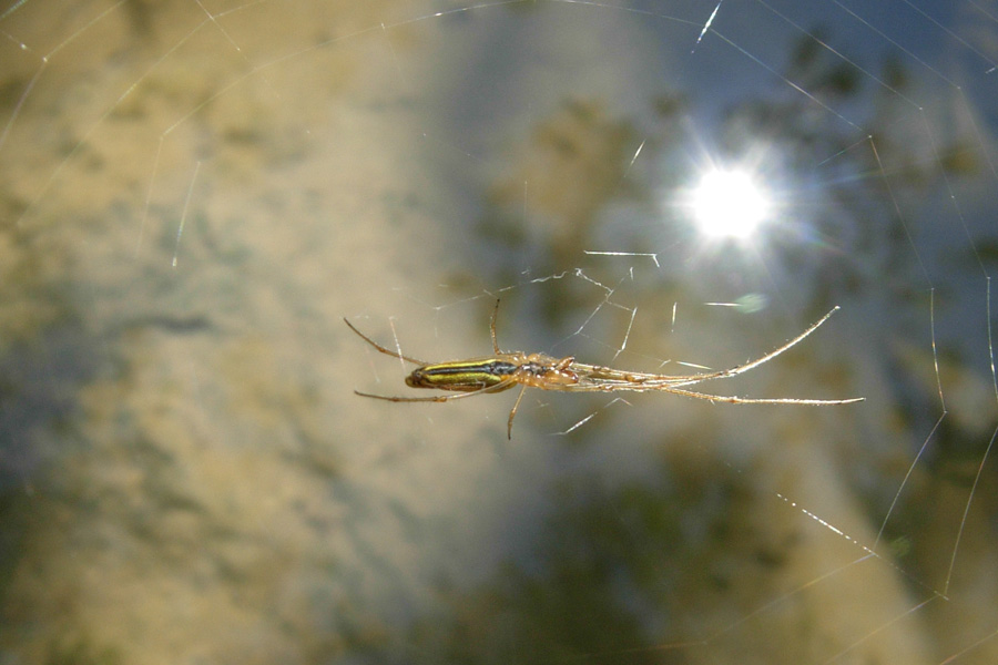 Tetragnatha sp.